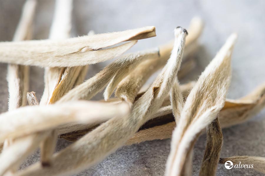 Silver Needle