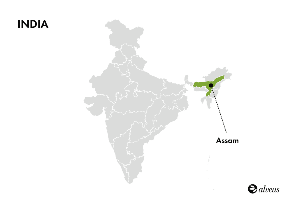 région productrice de thé Assam