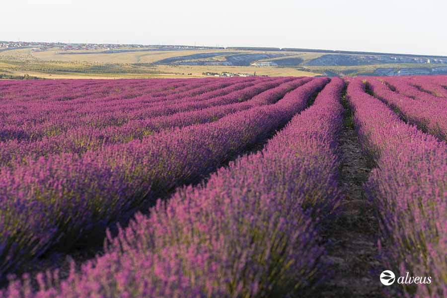 lavanda