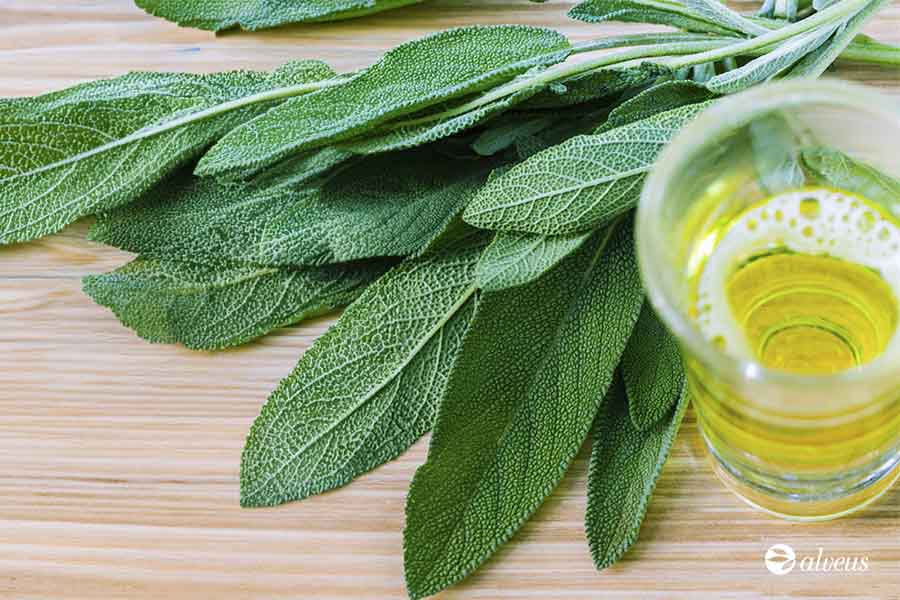 salvia