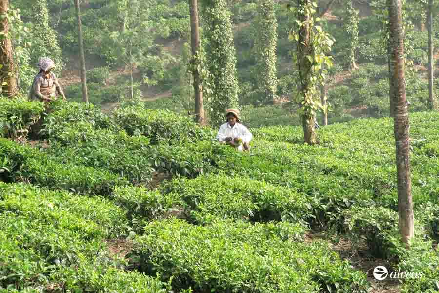 Tea fields in Darjeeling