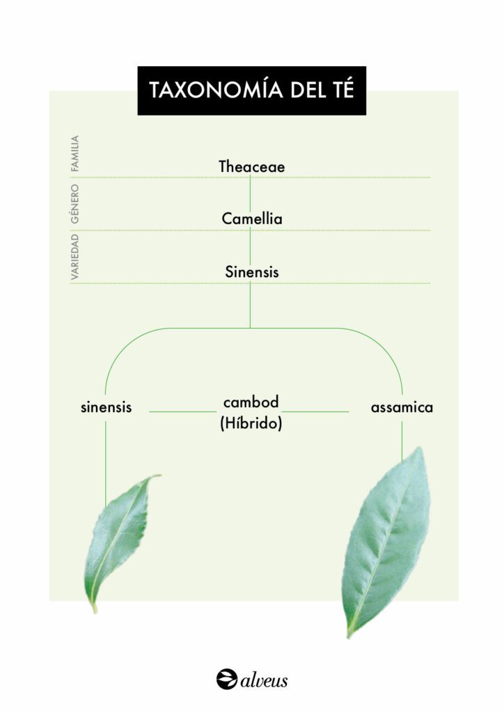 Taxonomía y subtipos de la planta del té
